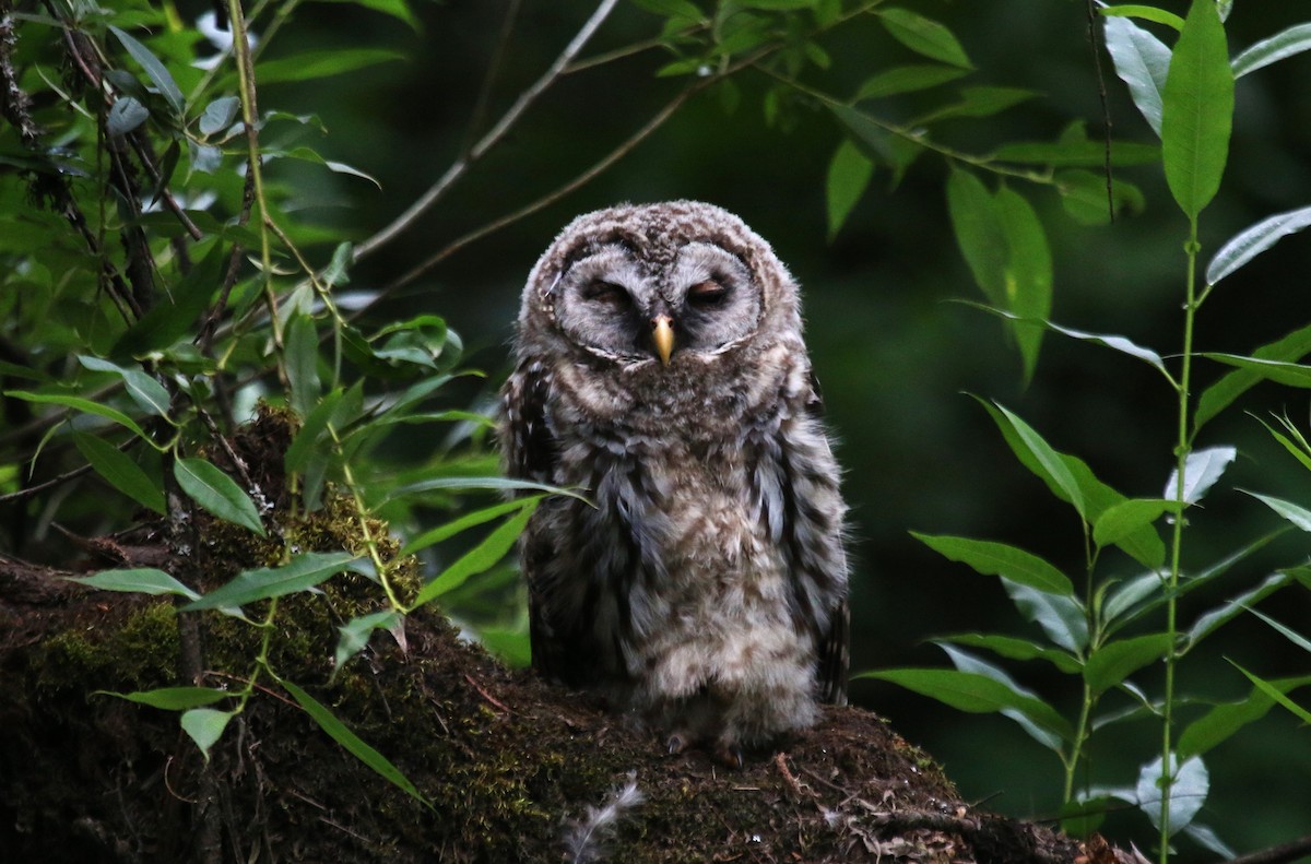 Barred Owl - ML620998528