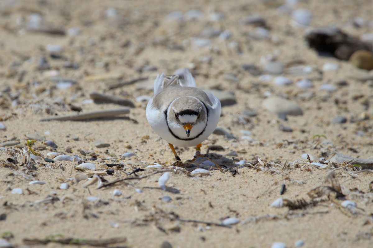 Piping Plover - ML620998534