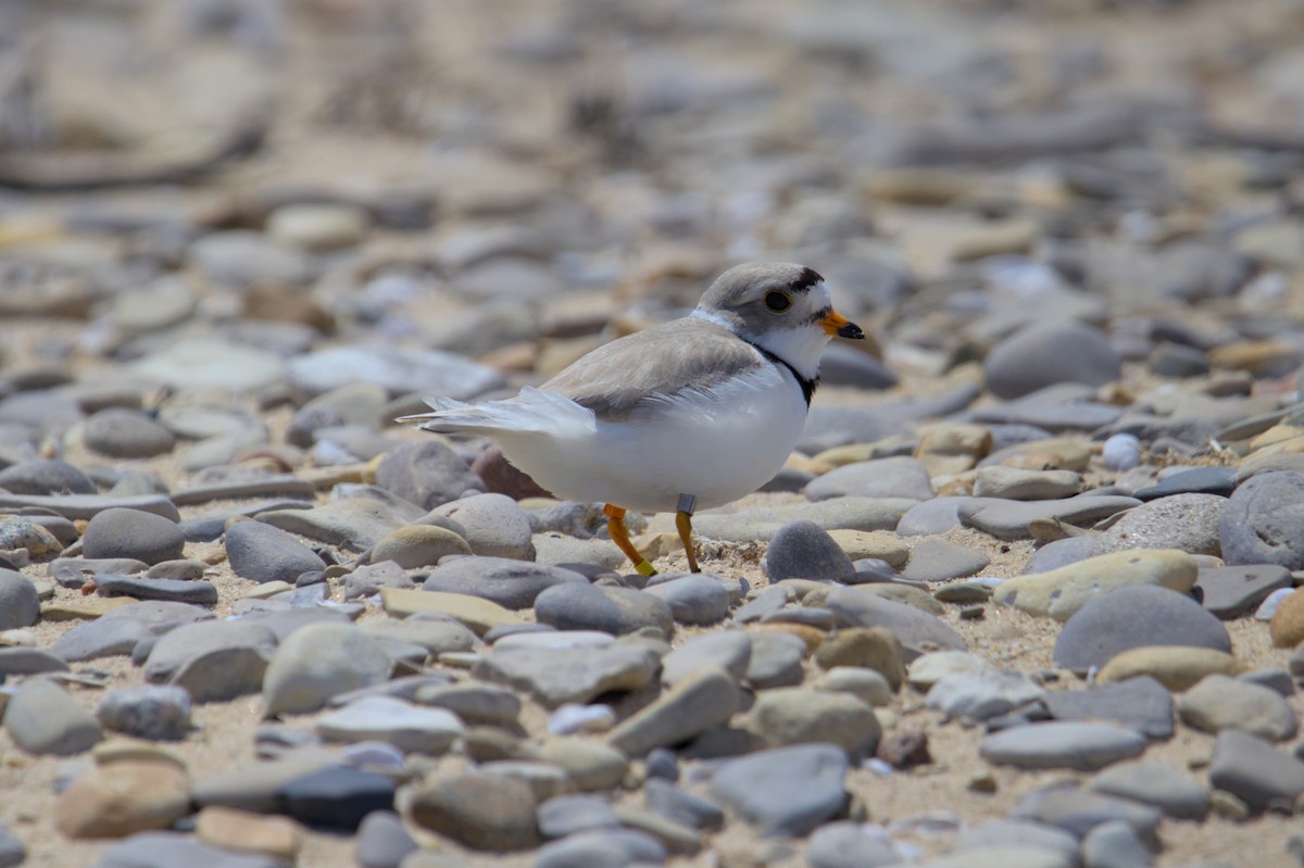 Piping Plover - ML620998535