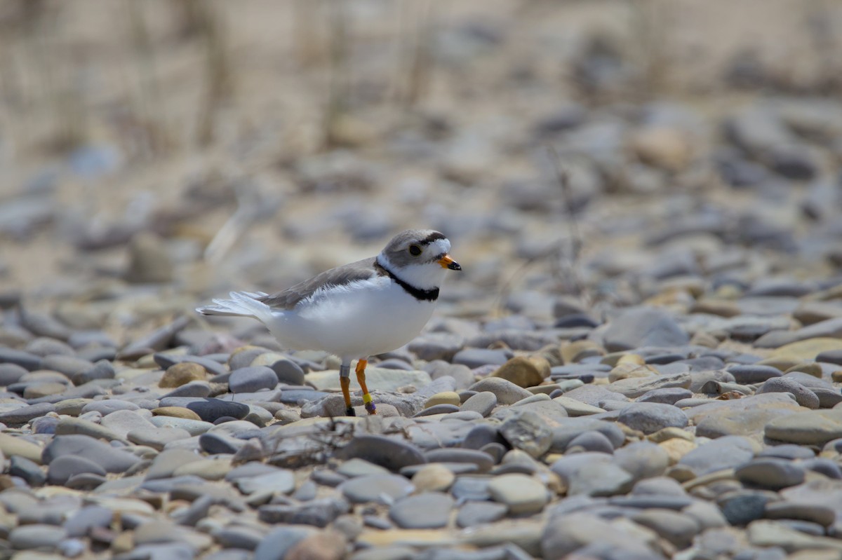 Piping Plover - ML620998536