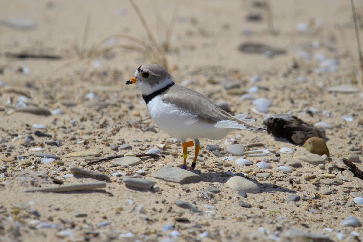 Piping Plover - ML620998537