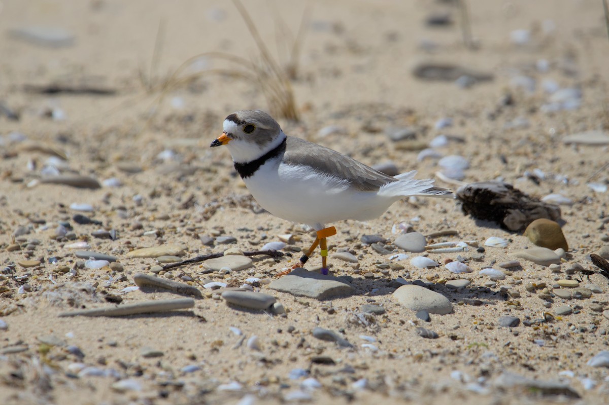 Piping Plover - ML620998538