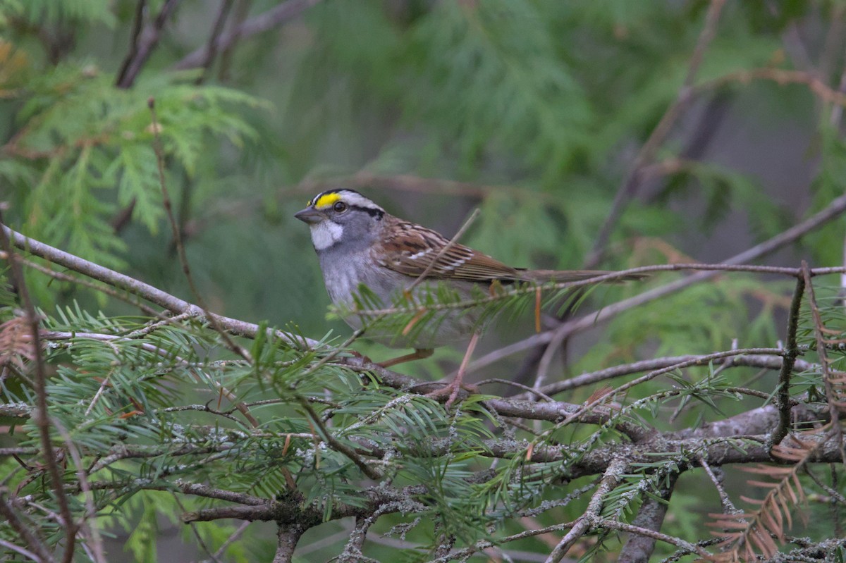 White-throated Sparrow - ML620998623