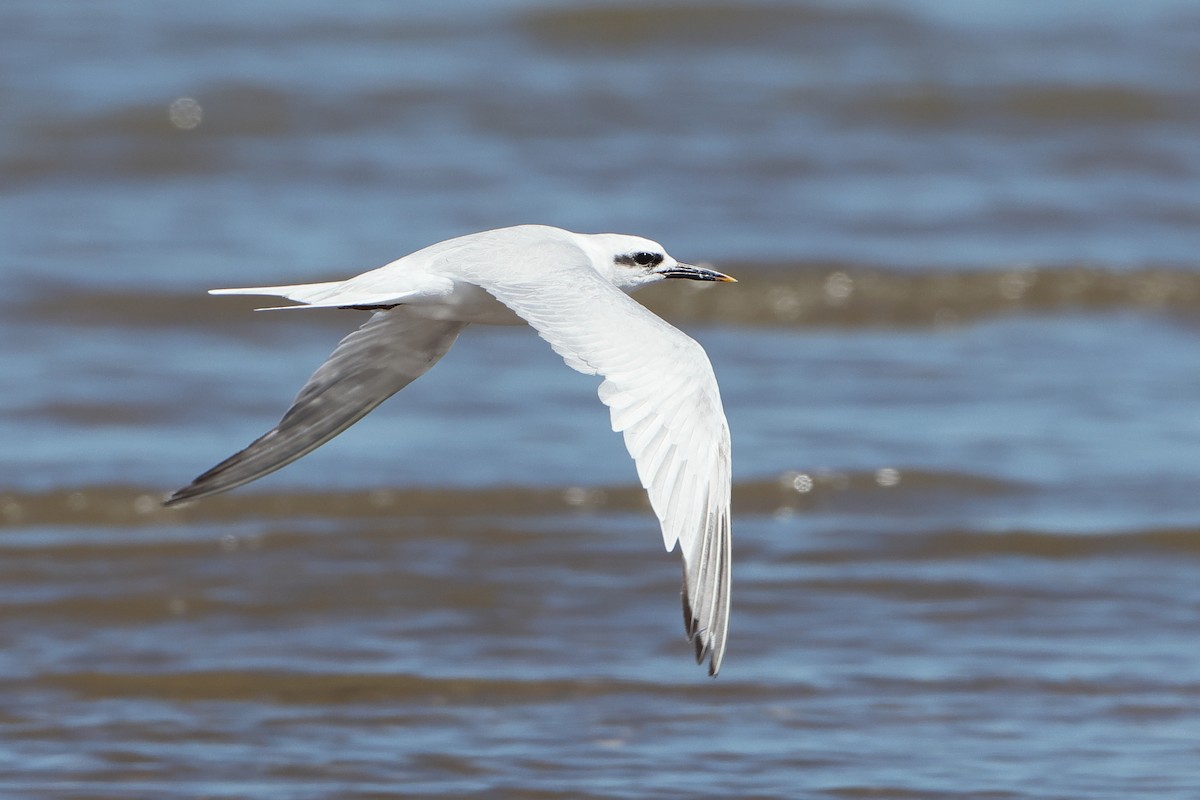 Snowy-crowned Tern - Ohad Sherer