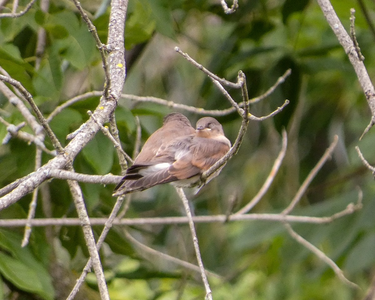 Northern Rough-winged Swallow - ML620998696