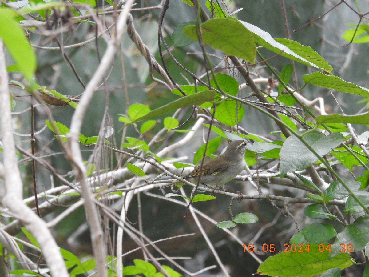 Sakhalin Leaf Warbler - ML620998724