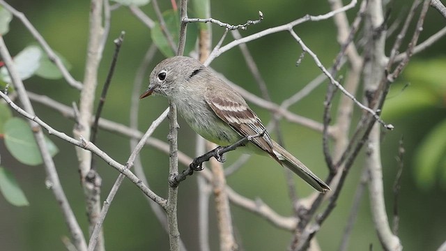 Піві-малюк чагарниковий - ML620998730