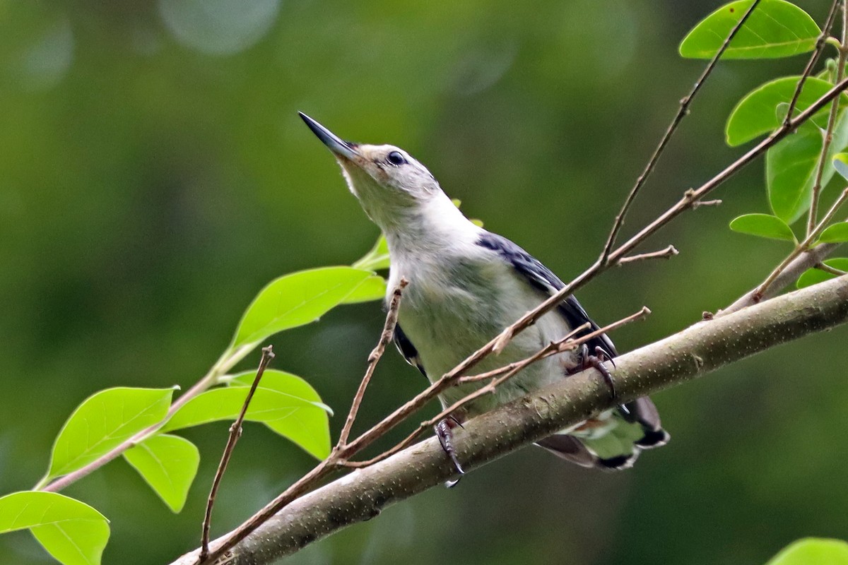White-breasted Nuthatch - ML620998737