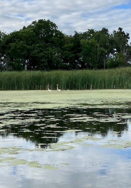 Trumpeter Swan - ML620998798