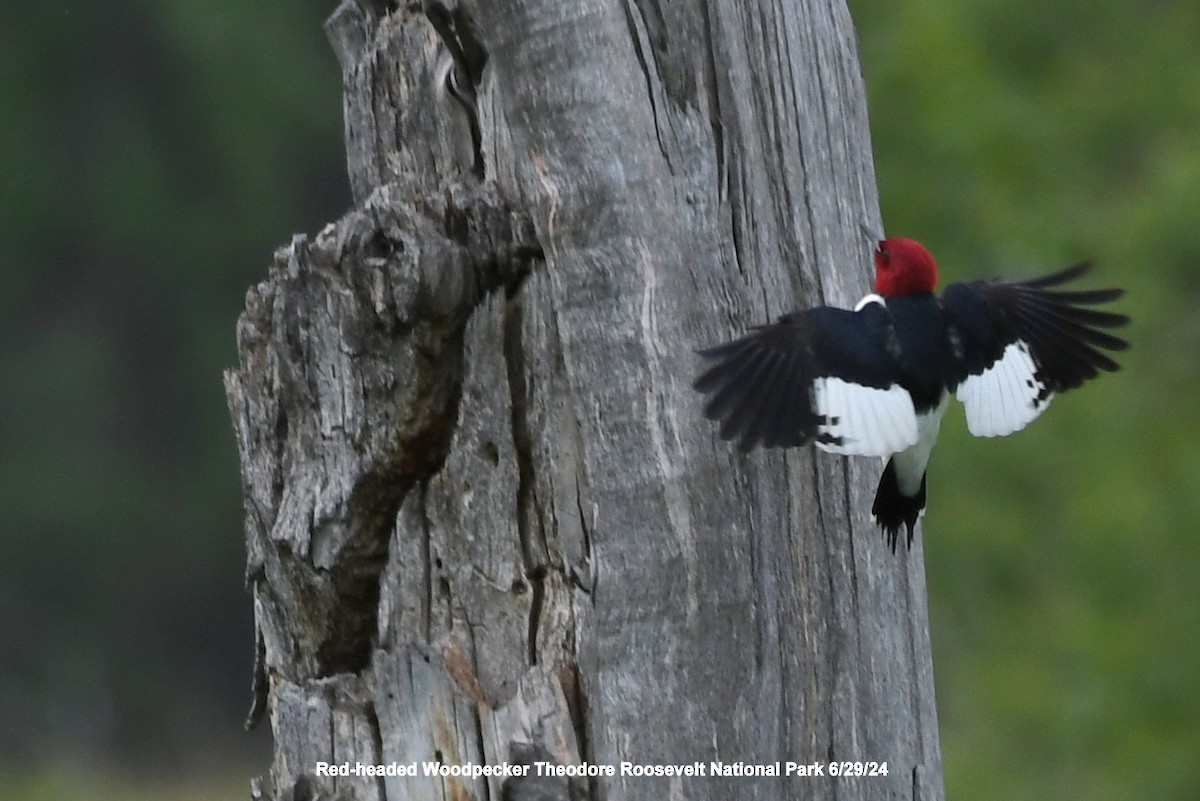 Red-headed Woodpecker - ML620998804