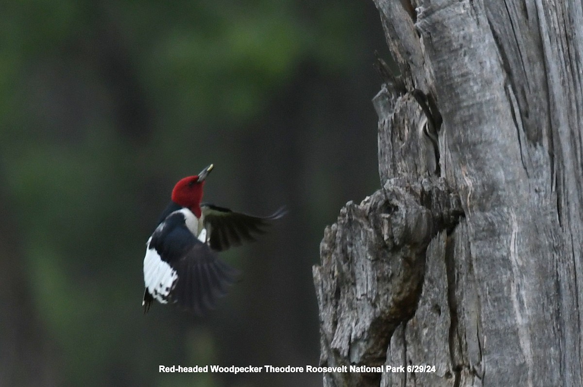 Red-headed Woodpecker - ML620998805
