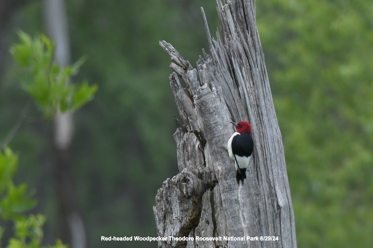 Red-headed Woodpecker - ML620998806