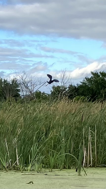 Green Heron - ML620998815