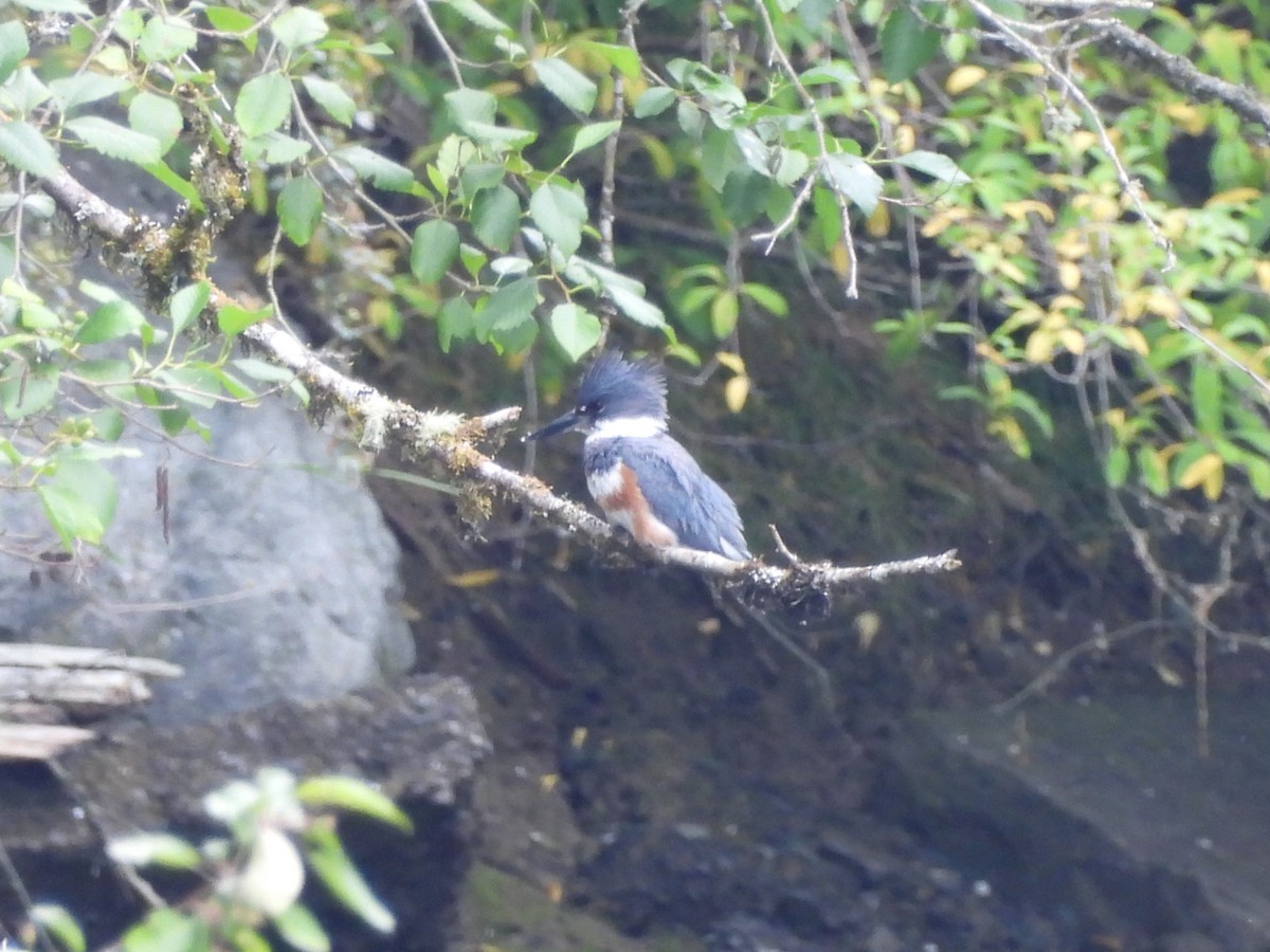 Belted Kingfisher - ML620998816