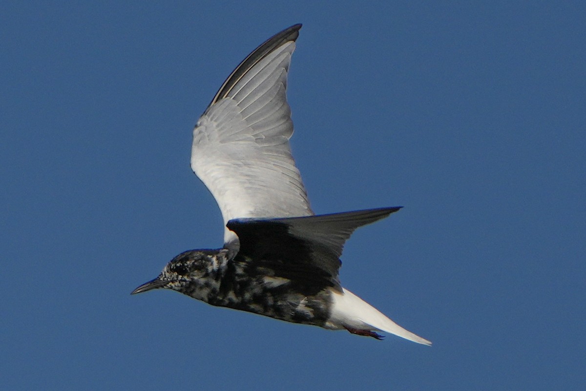 White-winged Tern - ML620998837