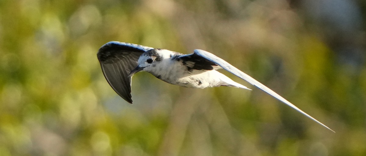 White-winged Tern - ML620998838