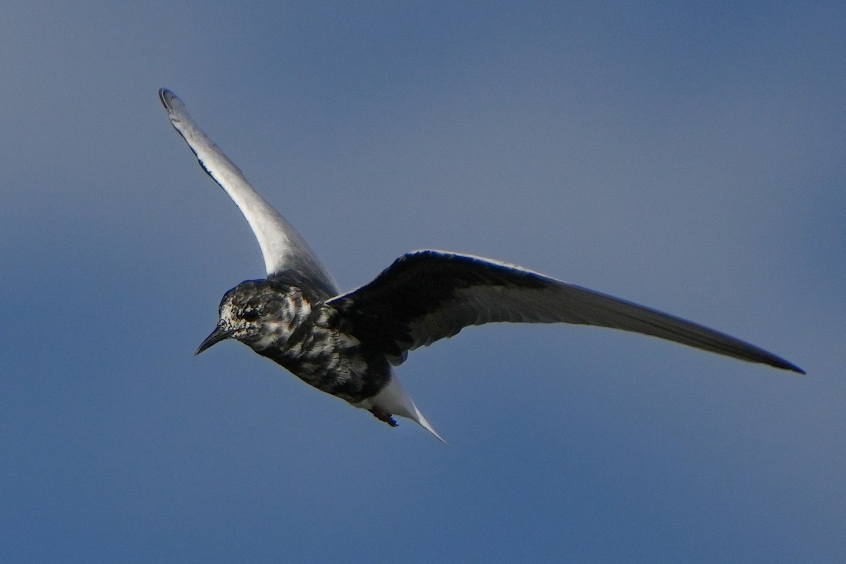 White-winged Tern - ML620998844