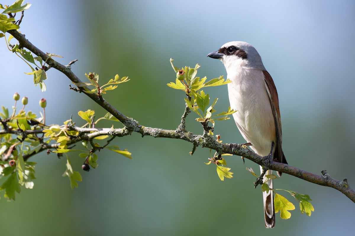 Red-backed Shrike - ML620998890