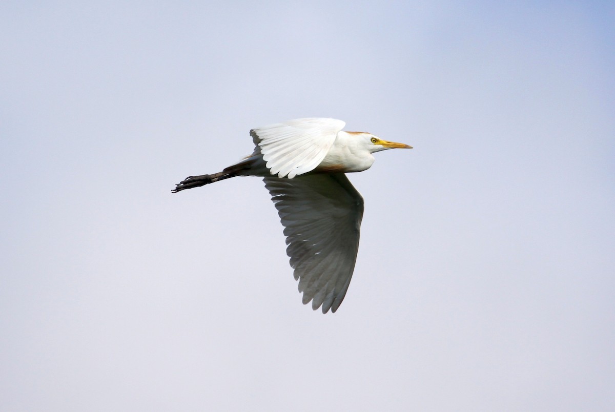 Western Cattle Egret - ML620998918