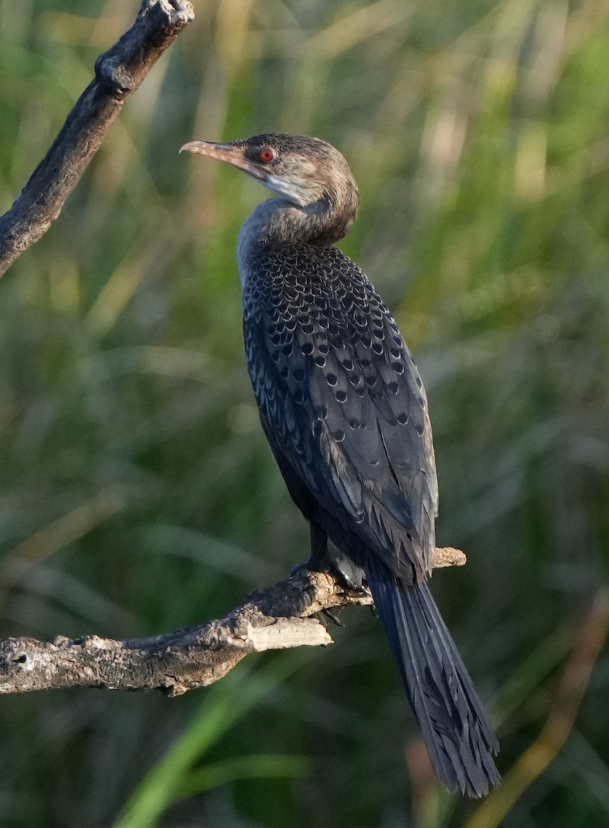 Long-tailed Cormorant - ML620998930