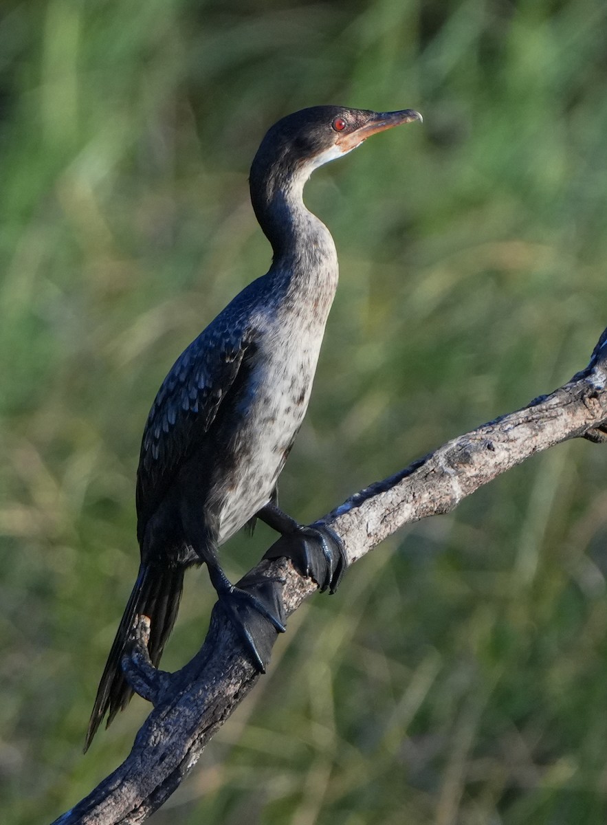 Long-tailed Cormorant - Roman Suffner