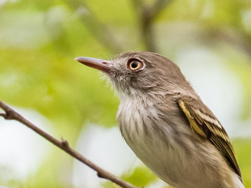 Pearly-vented Tody-Tyrant - ML620998937