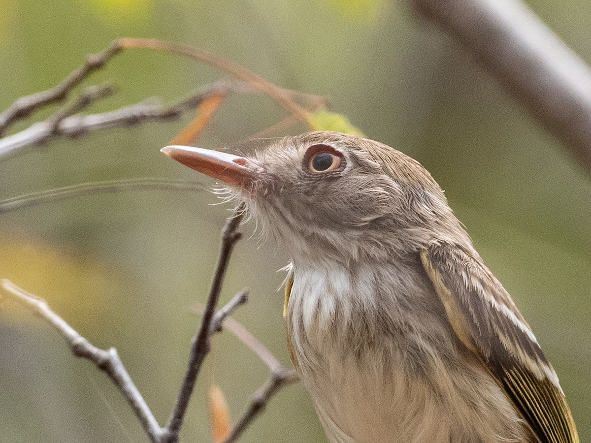 Pearly-vented Tody-Tyrant - ML620998939