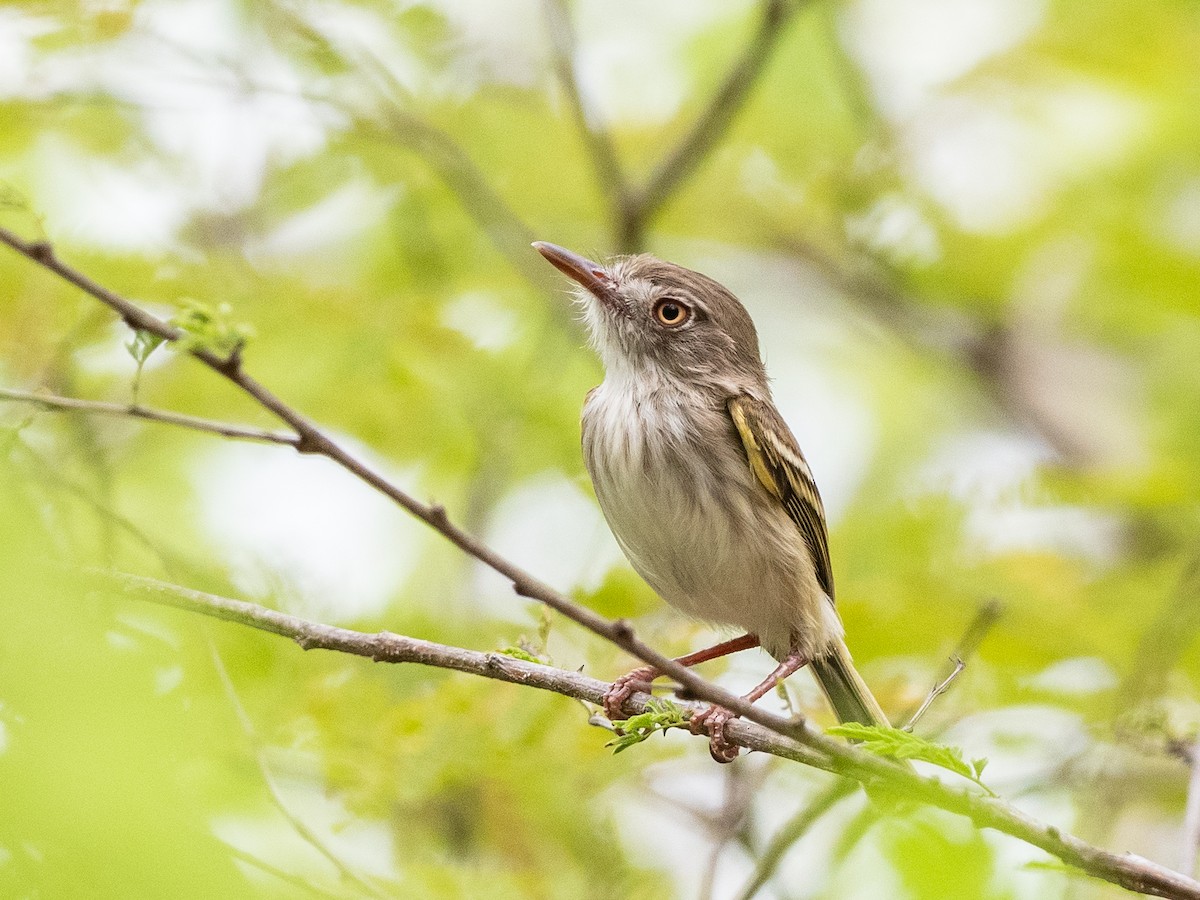 Pearly-vented Tody-Tyrant - ML620998940