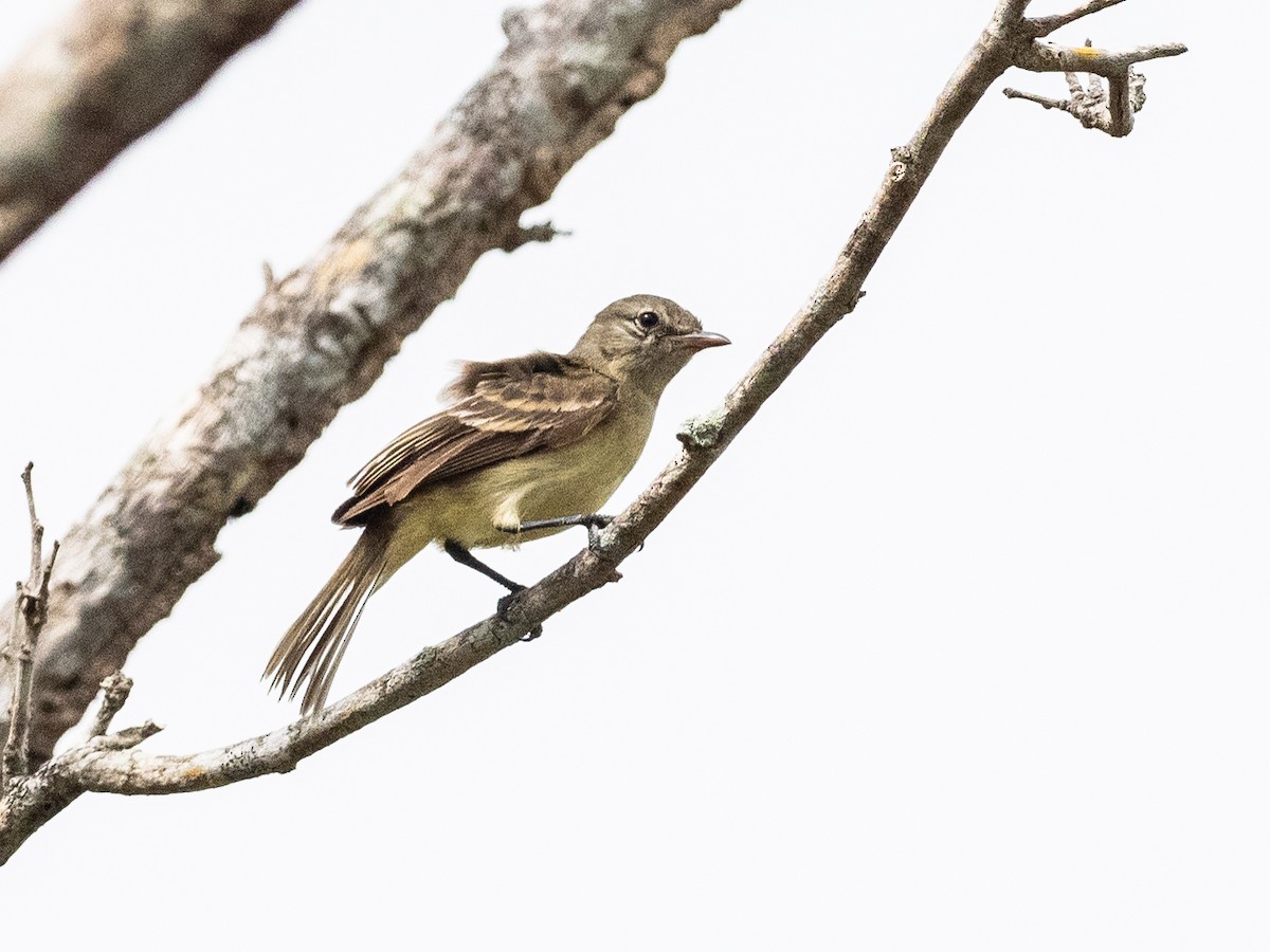 Northern Mouse-colored Tyrannulet - ML620998952