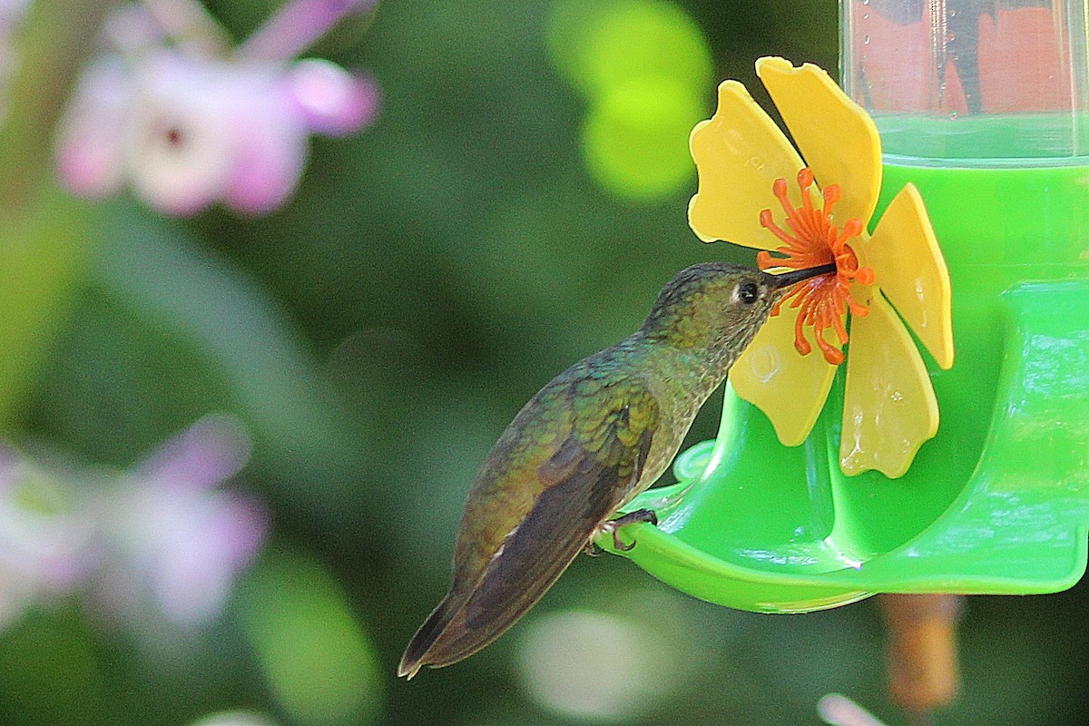 kolibřík pestrý - ML620998957