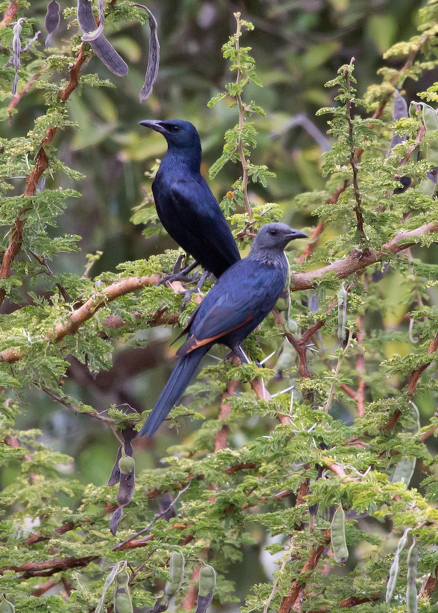 Red-winged Starling - ML620999003