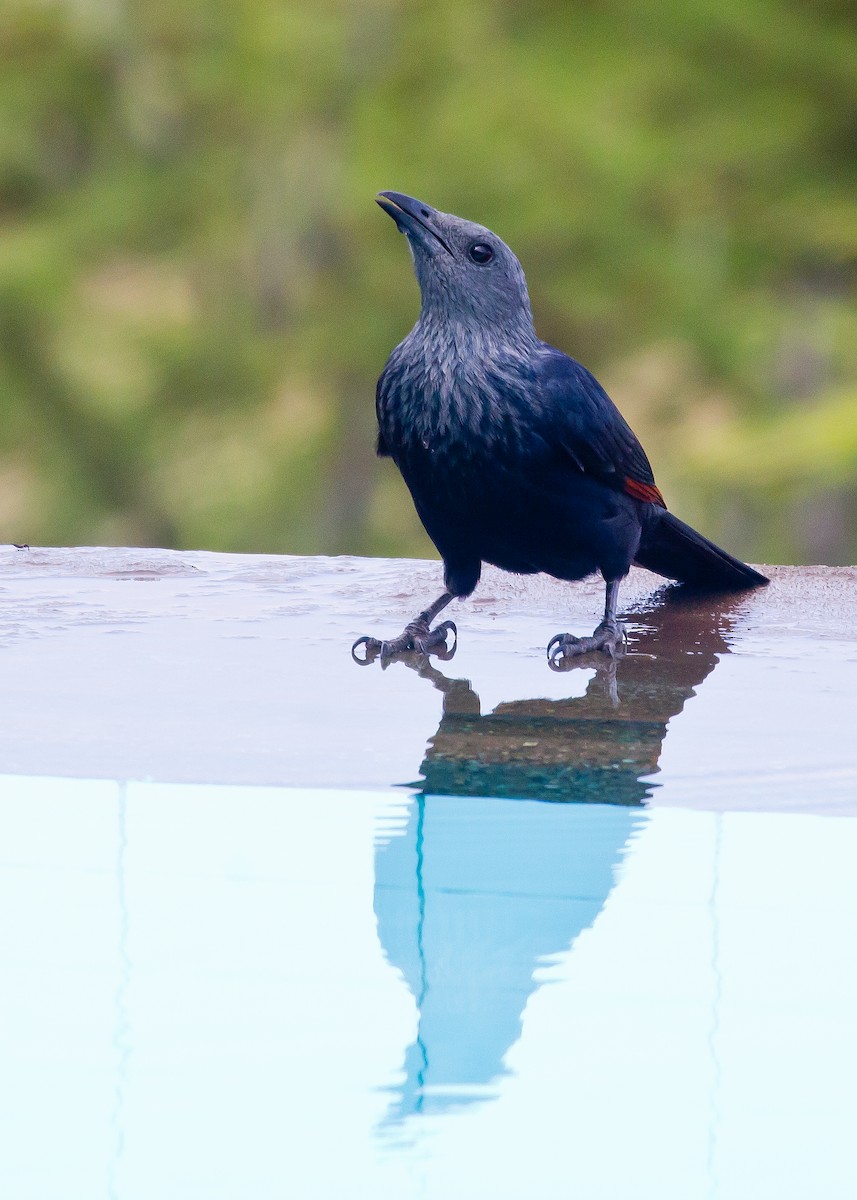 Red-winged Starling - ML620999008