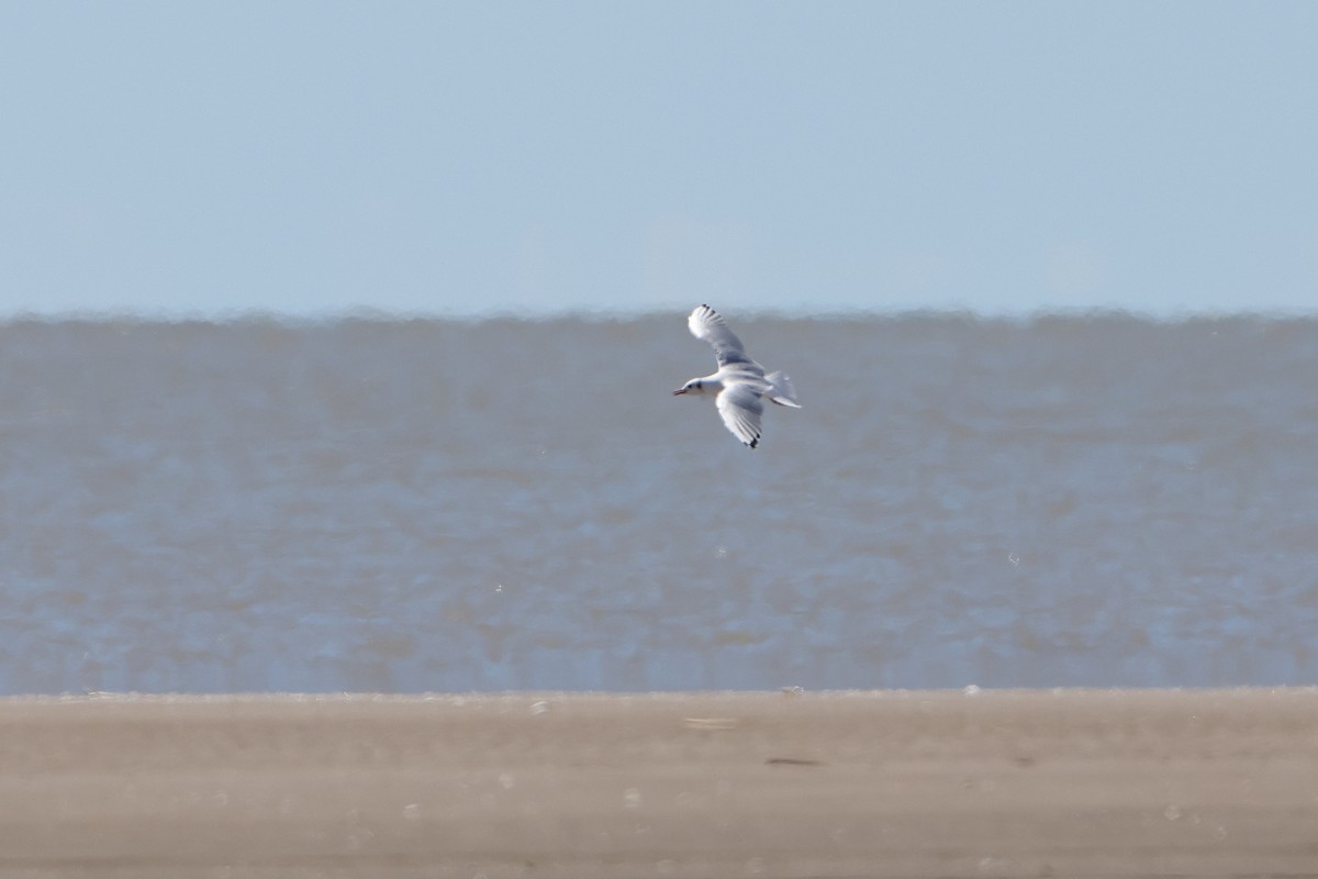 Brown-hooded Gull (White-winged) - Ohad Sherer
