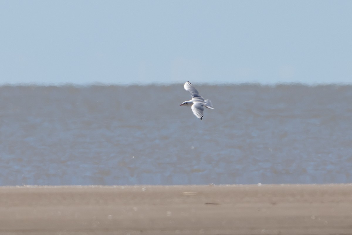 Brown-hooded Gull (White-winged) - Ohad Sherer