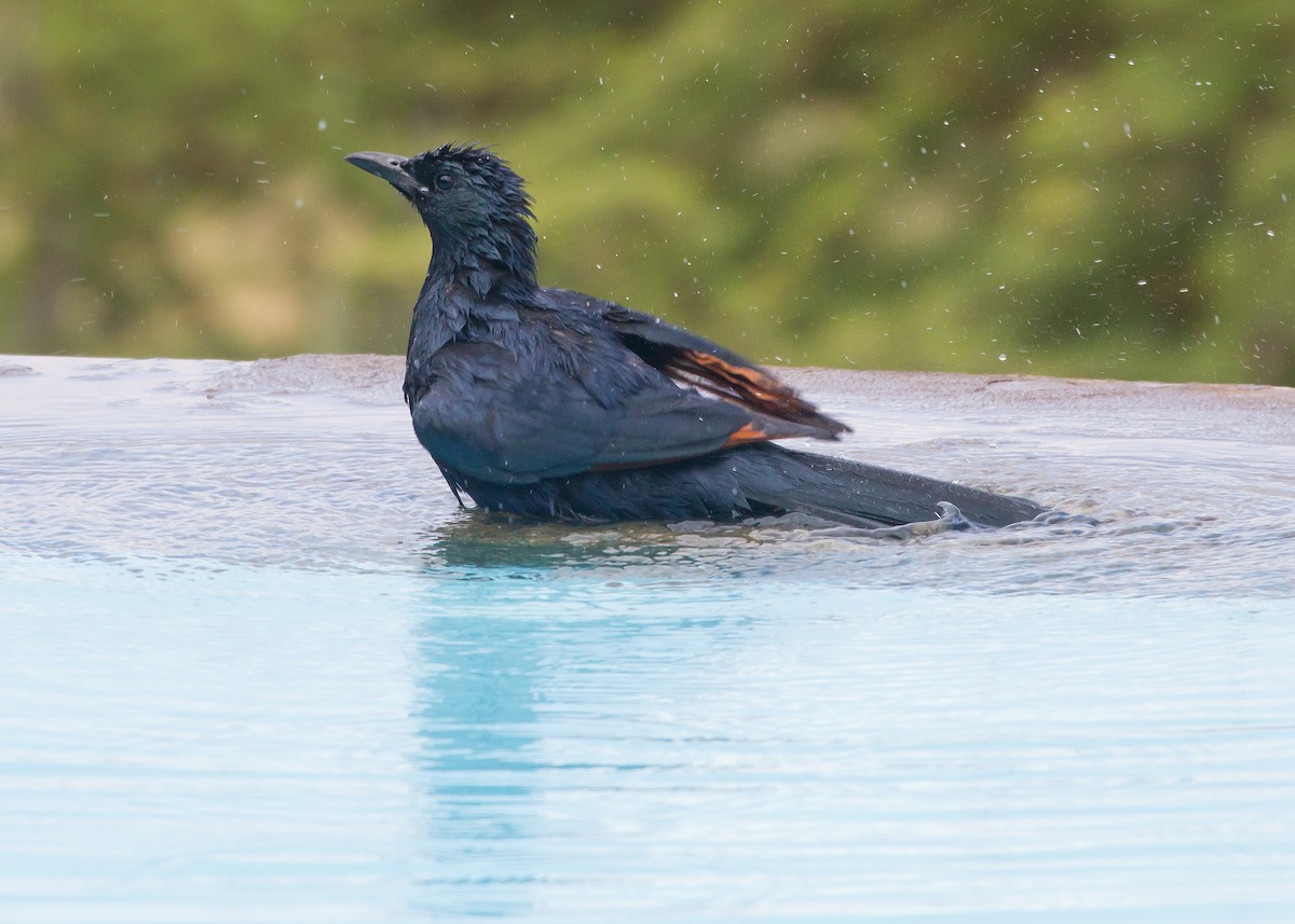 Red-winged Starling - ML620999011