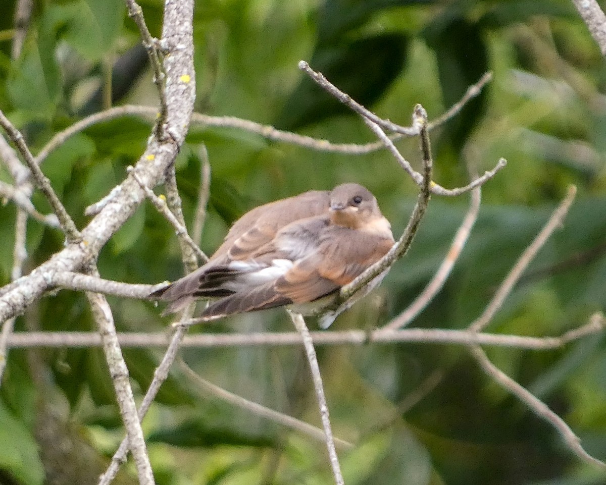 Northern Rough-winged Swallow - ML620999012