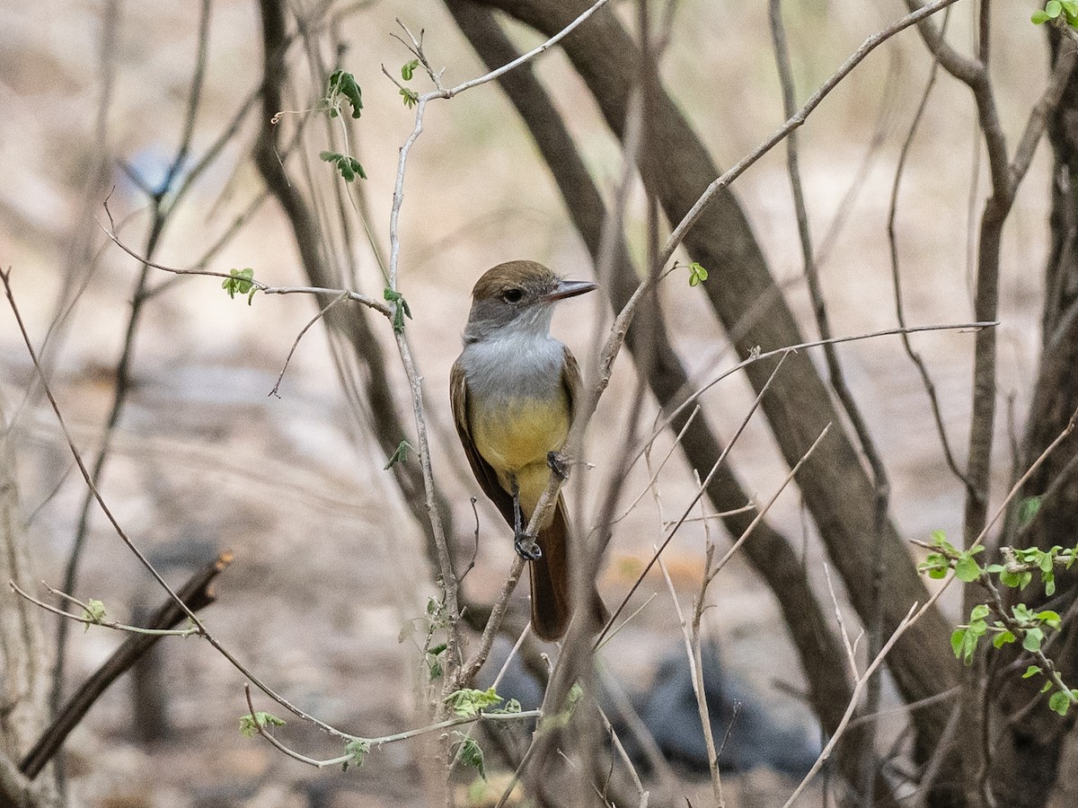 Brown-crested Flycatcher (South American) - ML620999018