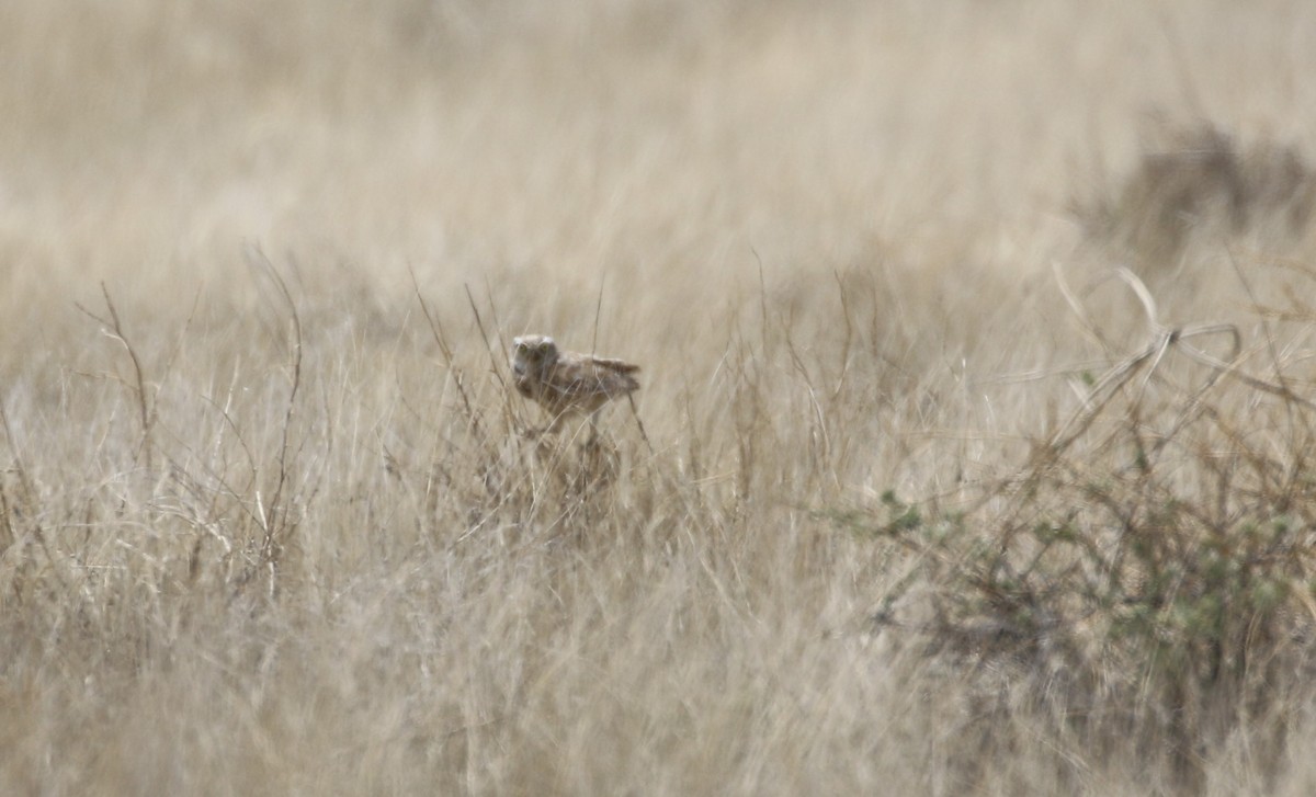 Burrowing Owl - Don Coons