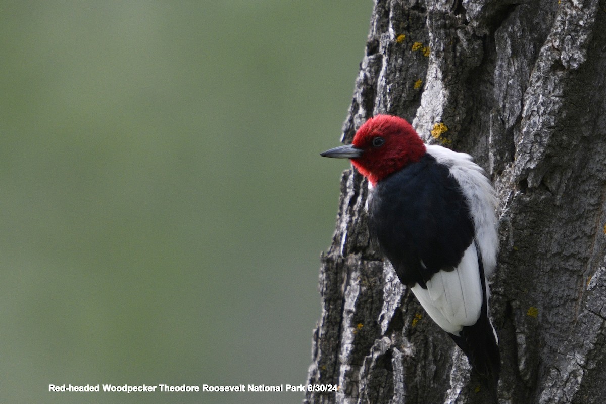 Red-headed Woodpecker - ML620999033