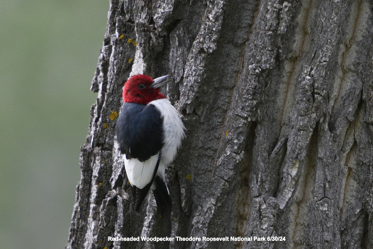 Red-headed Woodpecker - ML620999035