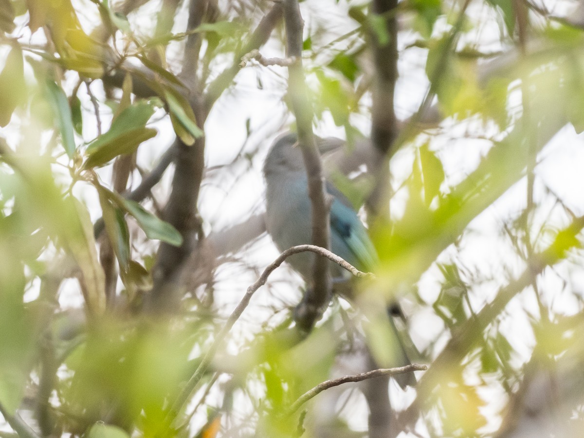 Glaucous Tanager - ML620999038