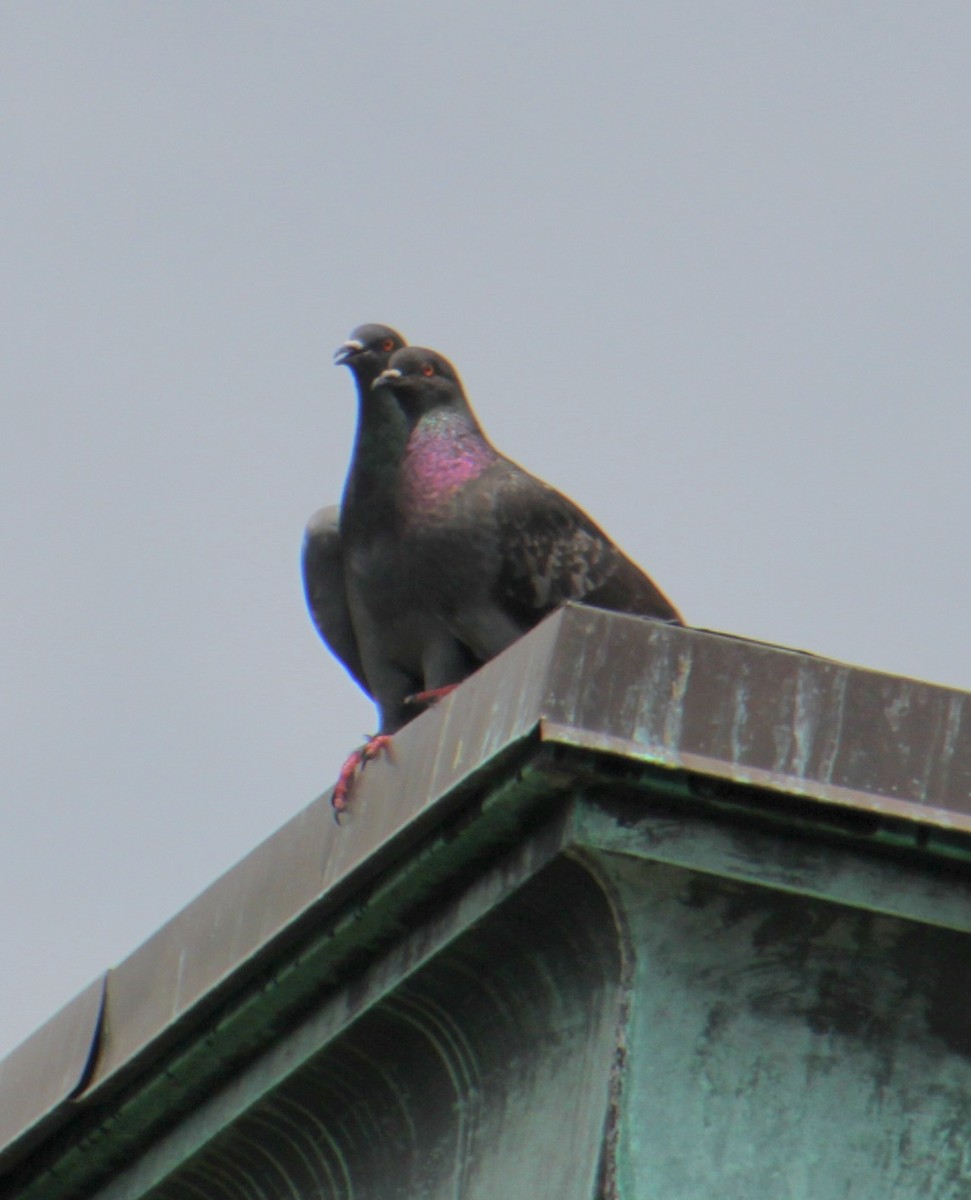 Pigeon biset (forme domestique) - ML620999069