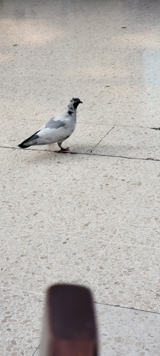Rock Pigeon (Feral Pigeon) - ML620999095