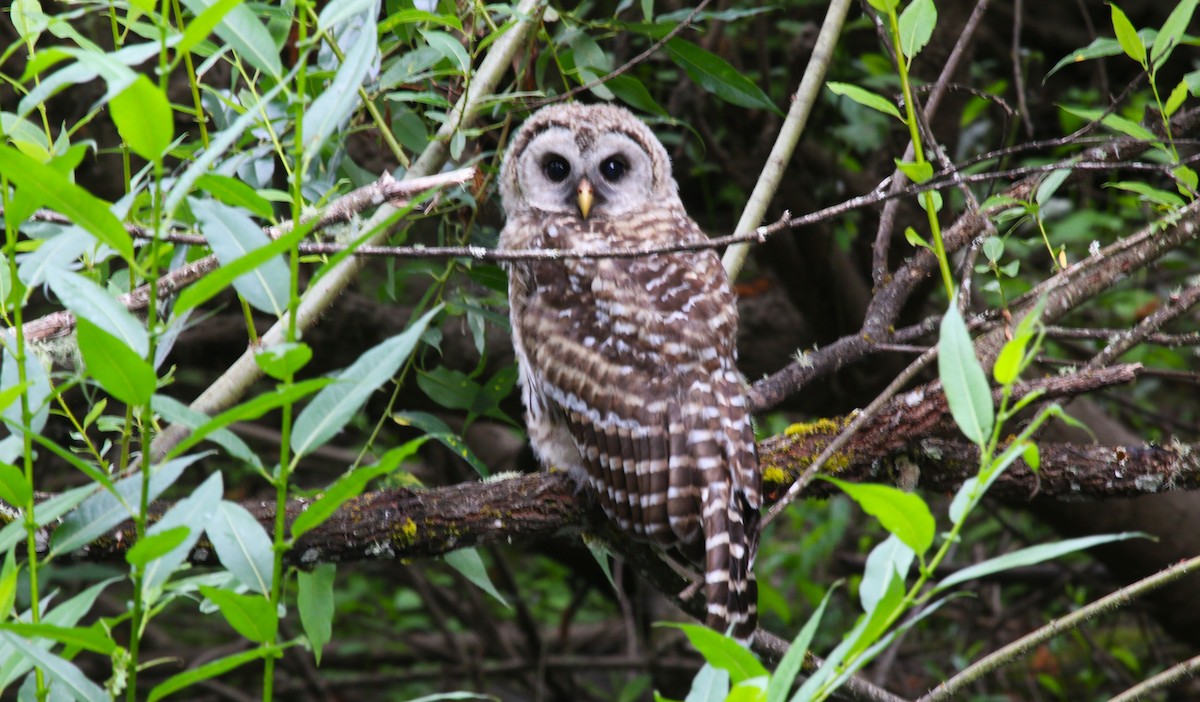 Barred Owl - ML620999116