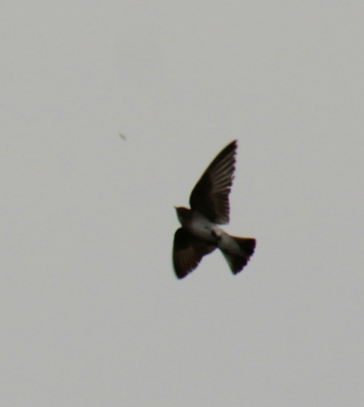 Northern Rough-winged Swallow - ML620999136