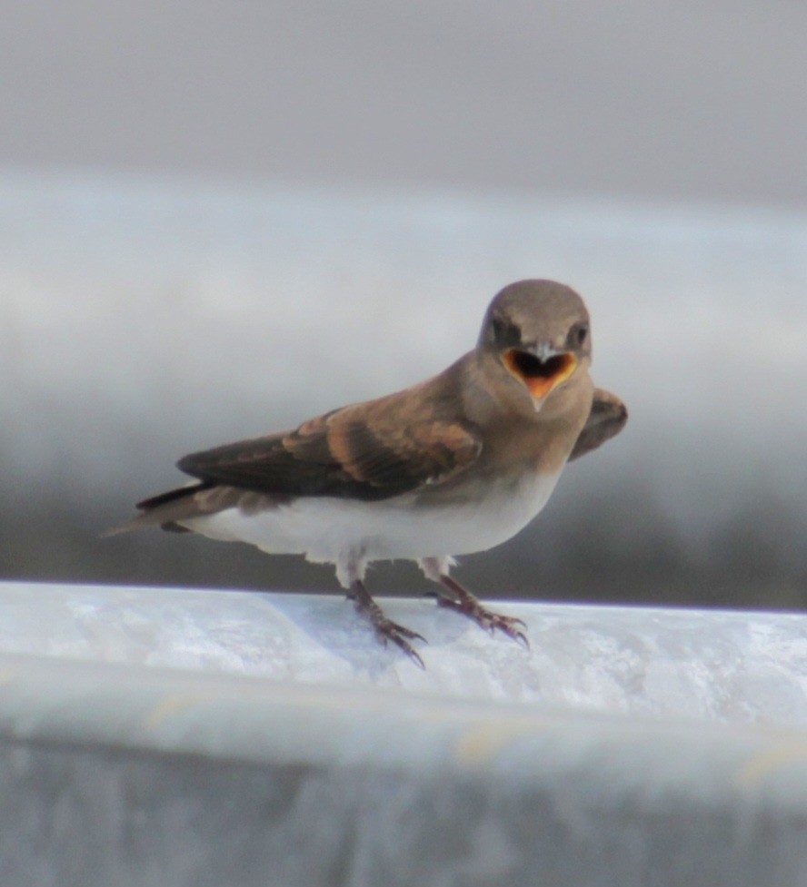 Northern Rough-winged Swallow - ML620999137