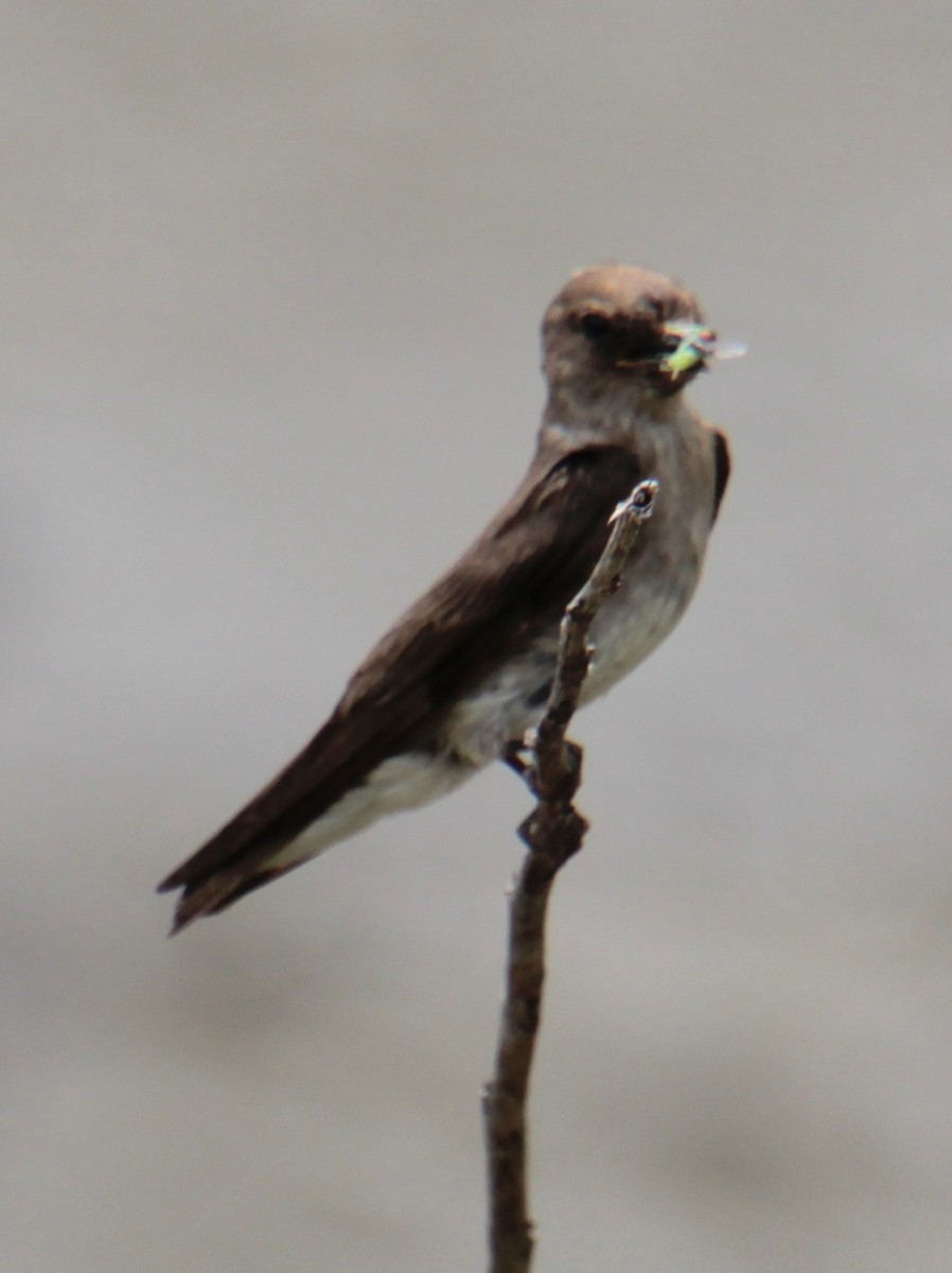 Northern Rough-winged Swallow - ML620999138