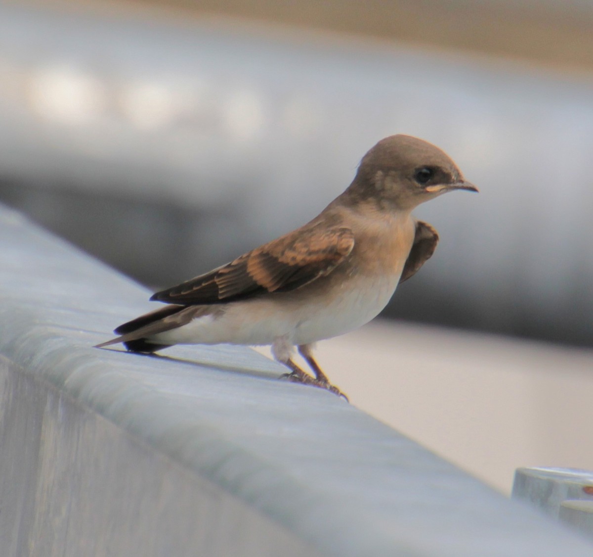 Northern Rough-winged Swallow - ML620999139