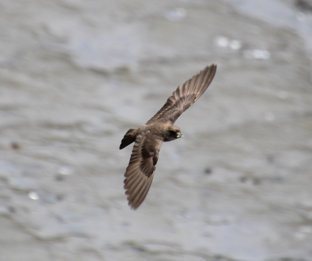 Northern Rough-winged Swallow - ML620999140