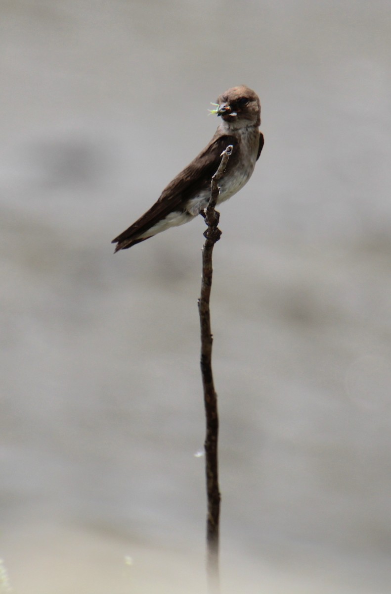 Northern Rough-winged Swallow - ML620999141